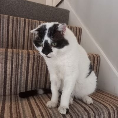 Hi, my names Berry. I am an older gent of 17 years & was as a #streetcat until my human found me & took me in. 
Sharing my new life wiv Poppy & Winky 😺🇬🇧