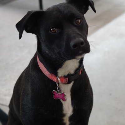 PrikDBD's profile picture. DBD macro genius