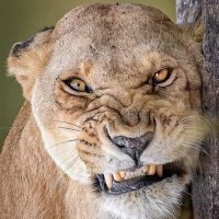 Kumera Debelo (@debelokumera) 's Twitter Profile