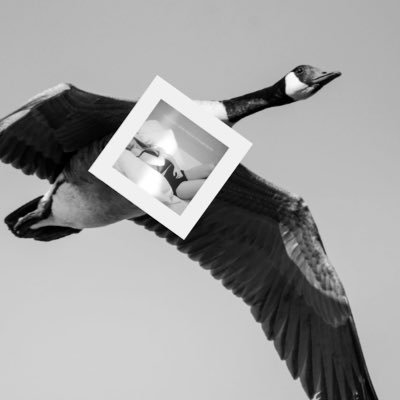 swiftthegoose's profile picture. (Taylor’s Version) 24. Swiftie since 08. Staying up til midnight since 99.