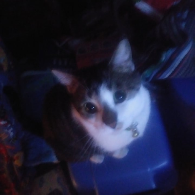 VMoriarty31980's profile picture. 25 year old

 trans female 

pronouns: she/ her

enjoys anime and yugioh duel links and master duel name is also valarie in both Gamez