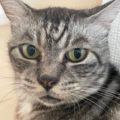 shoot_ms's profile picture. お茶の国でバイクを乗ってます。乗っているバイクCRF1000AS