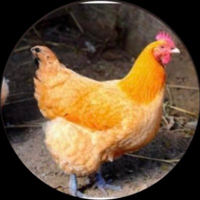 Silky_Fowl__'s profile picture. 20↑ 雑食　NLもGLもBLも嗜む