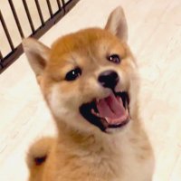 柴犬つくね🐾(@shiba_tukune) 's Twitter Profile Photo