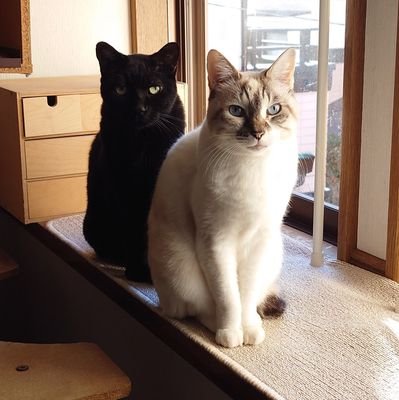 koutaku373's profile picture. ◆四龍島&バチ官サークル「銅晃公司(どうこうこんす)」銀酔蘭と腐活動中◆通販 https://t.co/Mp1VygVsaQ◇魔道祖師沼中◆白系三毛と黒猫、ｱｶﾐﾐ🐢🌈雑種犬&ミニピン■DOLL(rsdoll⑦telesthesiadoll①ringdoll④1/6男子図鑑④ﾍﾟﾃﾙｿﾝ学園④他)