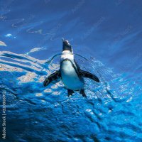 Nao🐧 (@penguin77315) 's Twitter Profile