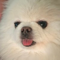 비비빔냉 (@sangwonbjoo) 's Twitter Profile