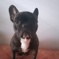 Draxfli (@draxflii) 's Twitter Profile