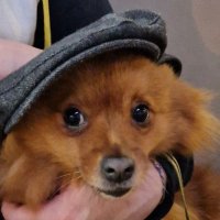 Sanja Adjivon (@sadjivon) 's Twitter Profile