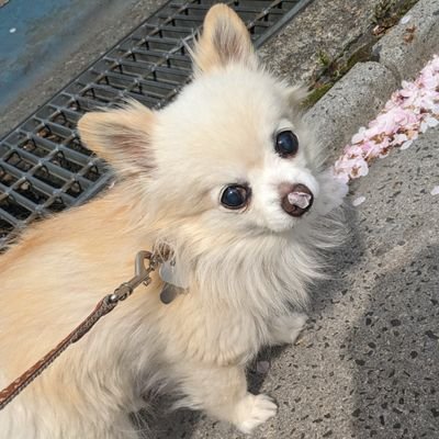 2012年生チワックスのにこと飼い主のアカウント🐶😊どんぐりは散歩中に小さな男の子が「このワンちゃんどんぐりみたい！」と言われ、確かに上からのフォルムが似てるかも‥と気に入ってしまいました🐿飼い主はにこが長生きできるよう日々考えてるからね！