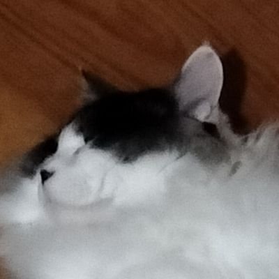 HUQriSqn1675445's profile picture. uec24 Ⅱ類 7クラス　わからないことだらけなので色々教えてください　原神とかowとかapexとか　無言フォロー失礼します