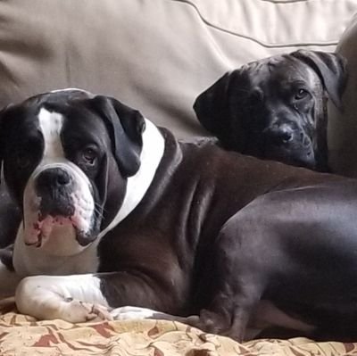 Loki is a 4yr old reverse brindle boxer boy.
Ruby is a year old rescue mastiff