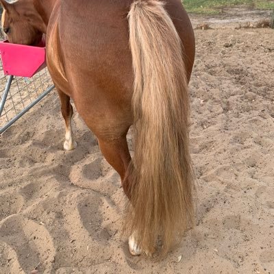 Ponytail133's profile picture. 