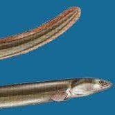 OtaPavol11755's profile picture. Fish lover