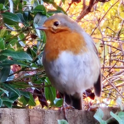 susanreed24's profile picture. 