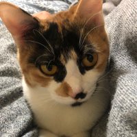 ひろみん (@nyanko_rarachan) 's Twitter Profile