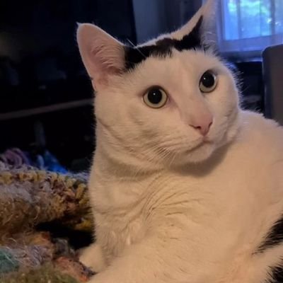 amksa94's profile picture. 