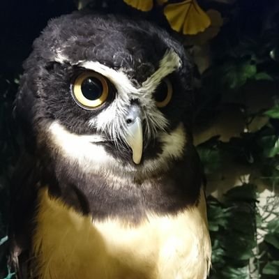 st_twit_ter's profile picture. 