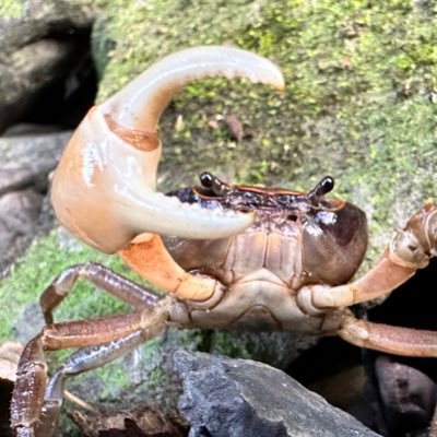 I upload my photos and videos of Sawagani (Geothelphusa dehaani).

サワガニの写真や動画をアップロードしています。
#Geothelphusa #crab #サワガニ #カニ #沢蟹