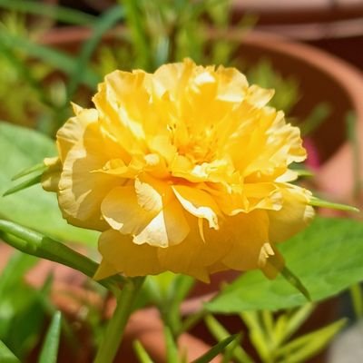 rupendraa56's profile picture. 