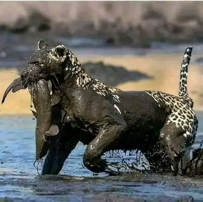 ShadrachYela's profile picture. God is great