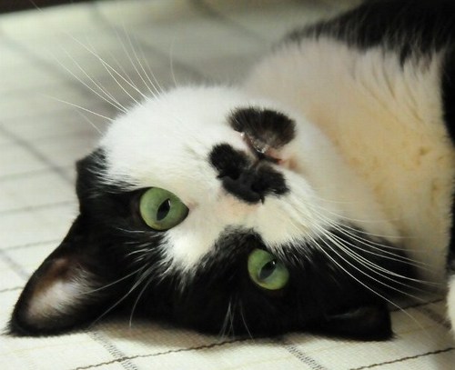 可愛い可愛い白黒べっぴんにゃん愛猫マスター、2021年10月24日に天国へ旅立ちました🌈

思いがけない出会いを大切にし、2022年8月6日にアメショの良ちゃんをお迎えしました🐱

125cc時代からロッシの大ファンです❤️

夏は朝顔を育てるのが毎年のルーティンです。