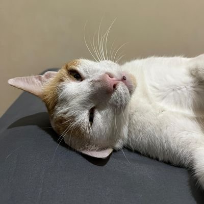 pleiades290's profile picture. ad astra per aspera