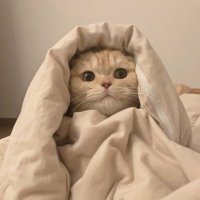 R❤︎ (@otorihiki__ri) Twitter profile photo