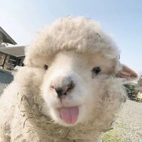 Kaaachi 🦙 (@kaaachimlem) 's Twitter Profile