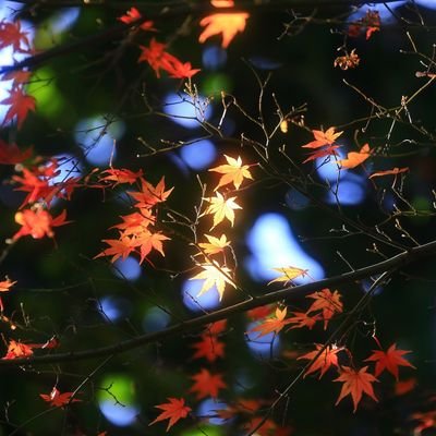 kiz2092363's profile picture. 🌿🍀☘️🏵️