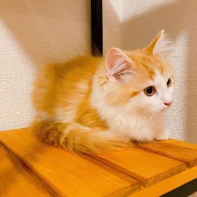 __heiheyhey's profile picture. 【趣味垢】ミクチャ、サウナ 、時々カメラ                        無言フォロー失礼します🙏