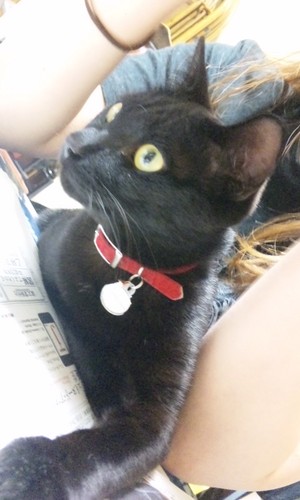くろたん（うちの猫）大好き！