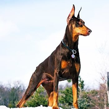 OscVes's profile picture. 