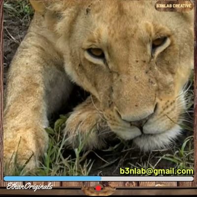 b3nlabcreative's profile picture. I Love Nature and Conserving it, i do Documentaries, Film Maker, and Product Designer, Motion Graphics Designer.