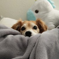Mushy (@itmemushy) 's Twitter Profile