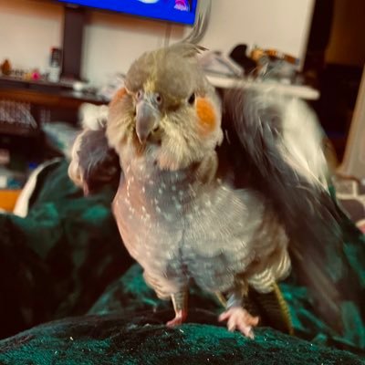 Account started by Angel Marty & continued by CatBros Leo & Rowdy & Baby Cockatiel Pip! Also On @ColMarty@mastodon.world #TheResistance. NO DMs! No Porn!