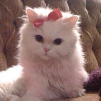 H (@a_11h29) 's Twitter Profile