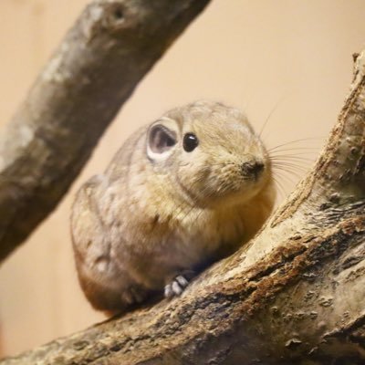 グンディ | カピバラ | 小動物 | カメラ初心者📷