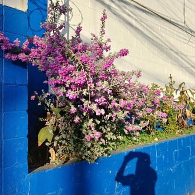 SvCuscatle74559's profile picture. 