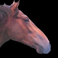 oración (@oracin_d) 's Twitter Profile