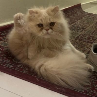 _knuggle's profile picture. surviving