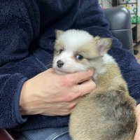 コーギー犬　凛 & バーディ(@rin_birdie2717) 's Twitter Profile Photo