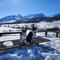 EyeGal (@eyes4paws) 's Twitter Profile