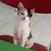 (*^^*)// (@pindahati) Twitter profile photo (*^^*)// (@pindahati) Twitter profile photo