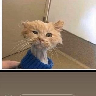 theoiscrazy58's profile picture. #BLM, 64 year old hippie Born democrat. Father, uncle, pet lover. Not looking for love. No Bitcion or  interested in any 💰making schemes .proud Veteran 💪