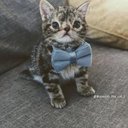 Bentley Simpson - @Bentley2611 - Twitter