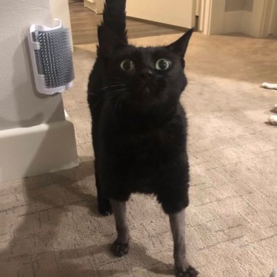 Haisza222's profile picture. 