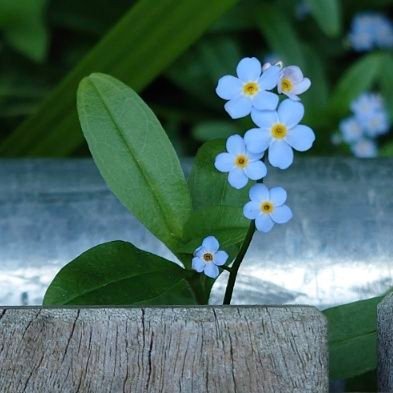 植物大好き🌼🌿　ウォーキング中に出会った草花や空、🐦🐶🐱🐠をスマホ撮りしています。
クラシックとジャズも好き。35年ぶりに趣味のピアノを再開しました。　♡ソコロフ、ツィメルマン、マリアピリス、ファジルサイ、カントロフ、務川慧悟、山中千尋、上原ひろみ♡