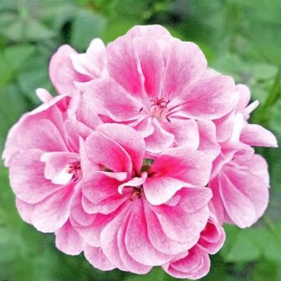 banakaiser_sole's profile picture. バナナムーンリスナー 乃木坂が好き 無言フォロー失礼します