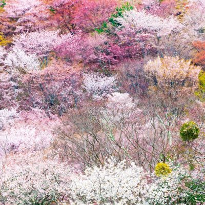 4L_PRevolution's profile picture. 愛と平和の革命❤️静かにそっと起こっています🌸一即多多即一🌿朴僕と命を生きる✨#loveandpeacerevolution 🌏